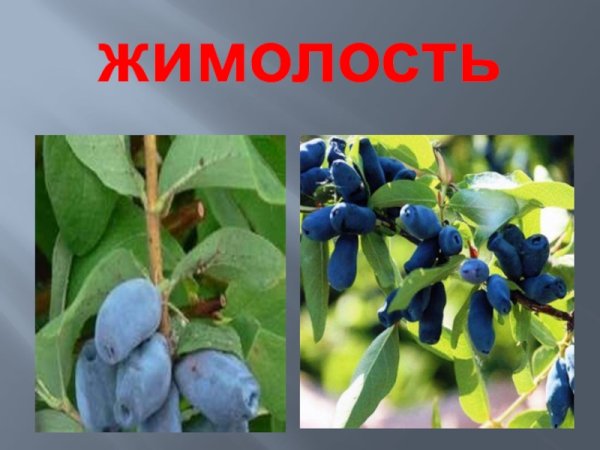 Жимолость этикетка