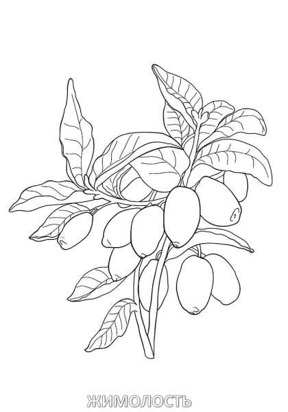 Жимолость рисунок кустарника