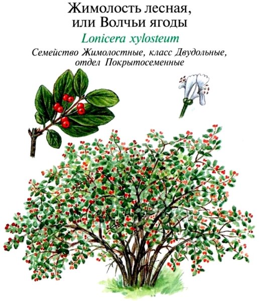 Жимолость Лесная