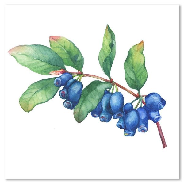 Жимолость на ветке