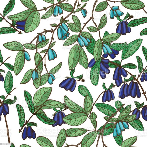 Жимолость акварель