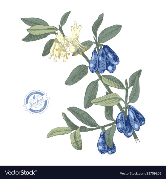 Жимолость съедобная акварель