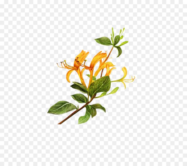 Жимолость цветы Баха