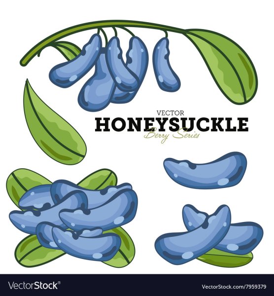 Жимолость этикетка