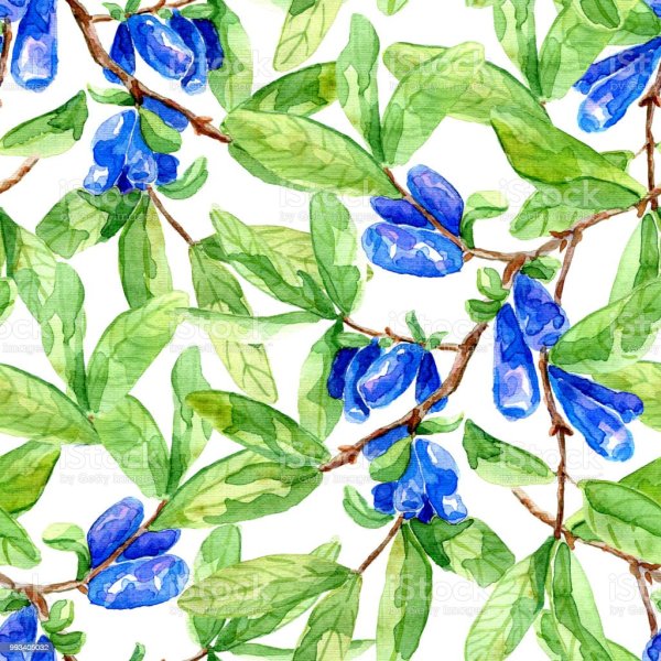 Жимолость в живописи