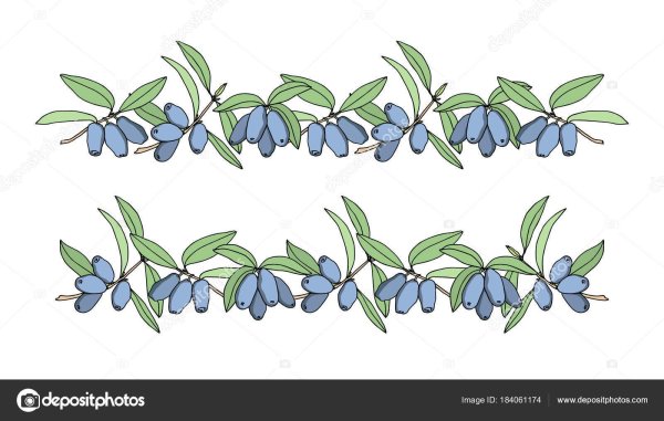 Жимолость этикетка