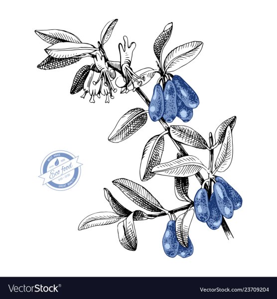 Жимолость акварель