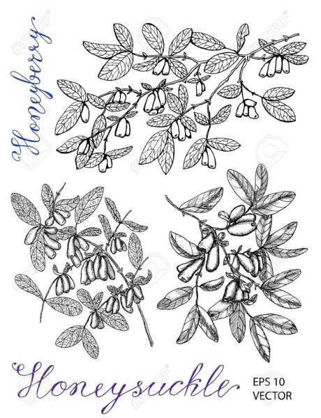 Жимолость вектор