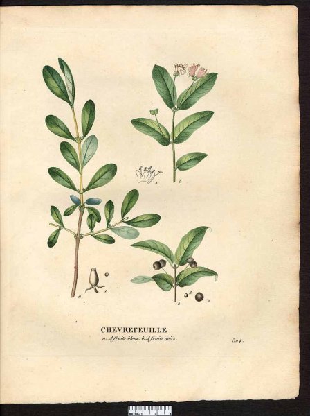 Жимолость ботаника