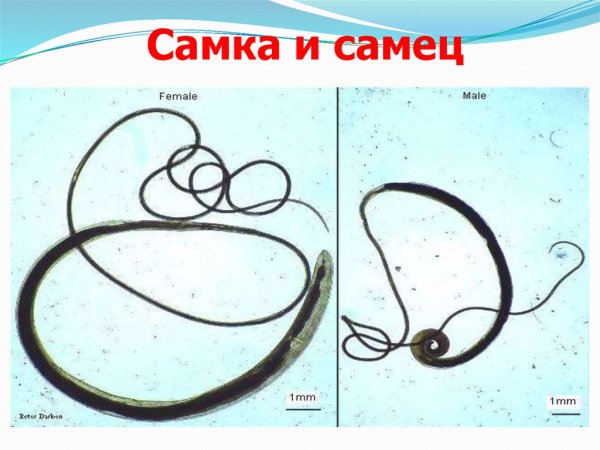 Ришта промежуточный хозяин