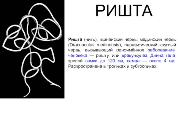 Dracunculus Medinensis жизненный цикл