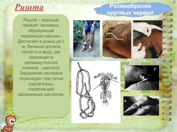 Ришта /dracunculus Medinensis/ Ветеринария