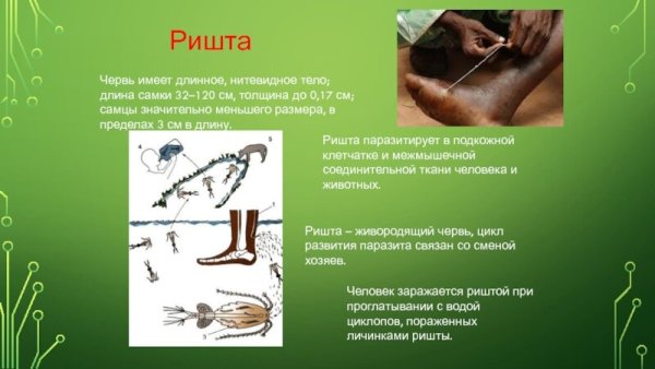 Жизненный цикл ришты (dracunculus Medinensis)