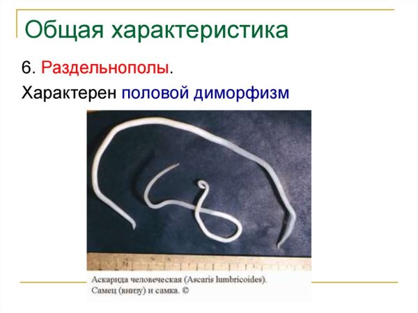 Жизненный цикл ришта человеческой