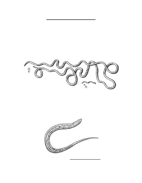 Trichuris trichiura строение