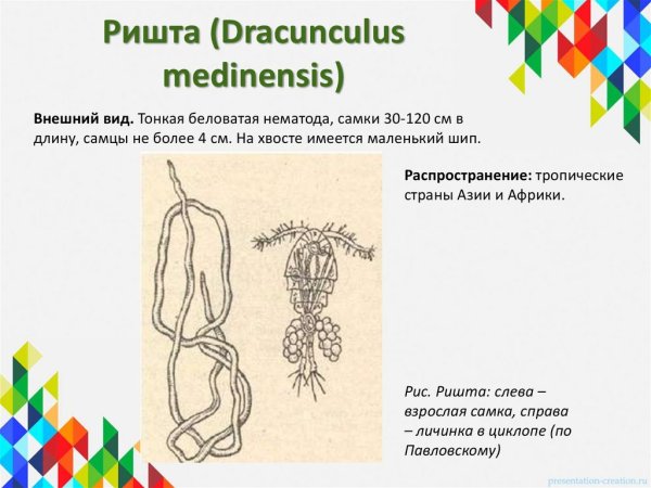 Угрица кишечная strongyloides stercoralis