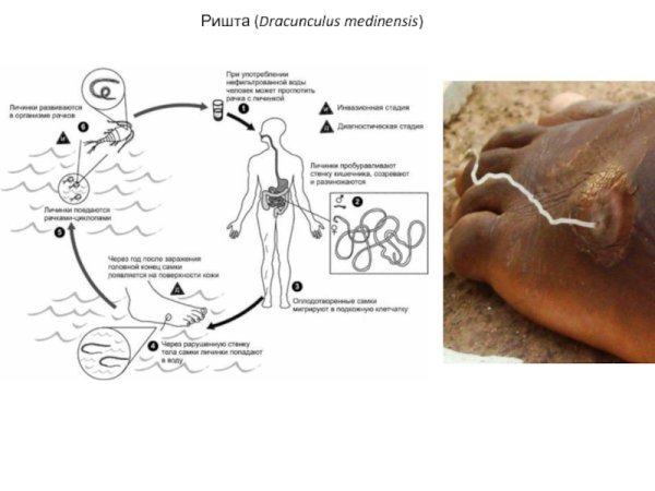 Нитчатка Банкрофта цикл развития