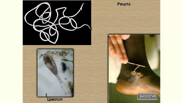 Филярии паразитология