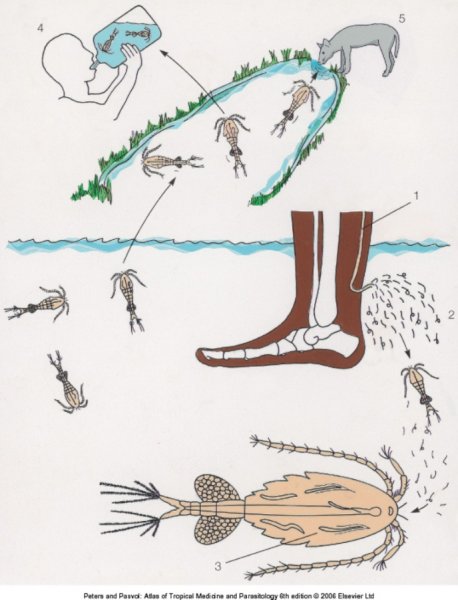 Дракункулюс мединенсис