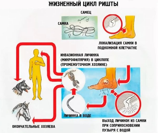 Дирофиляриоз нематода