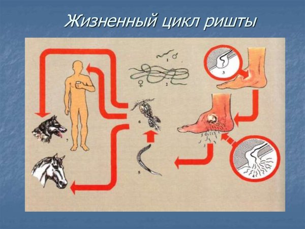 Ришта возбудитель дракункулеза