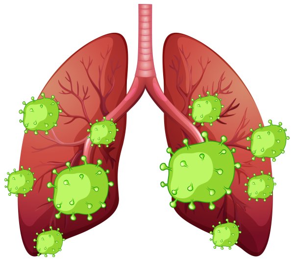 Легкие человека вектор