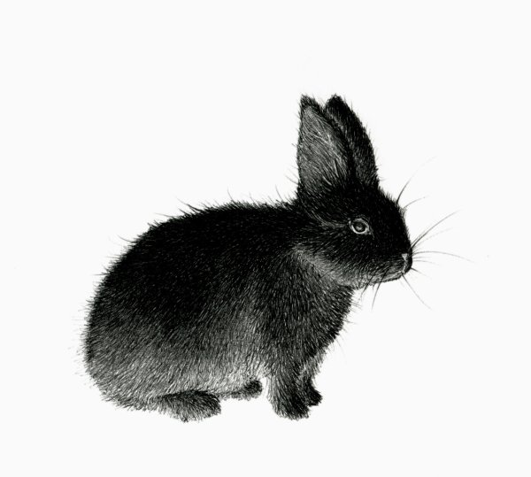 Карликовый кролик черный