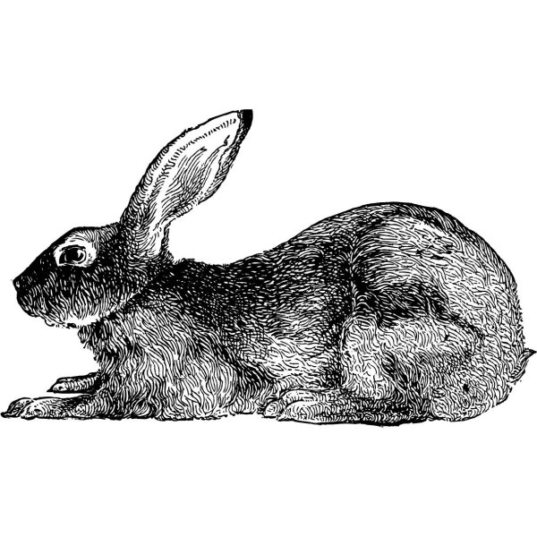 Кролик для выжигания