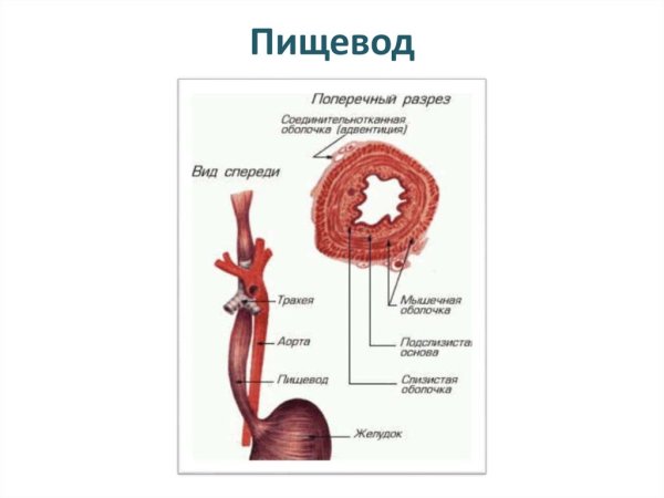 Пищевод схема строения