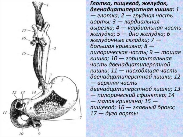 Глотка пищевод желудок анатомия