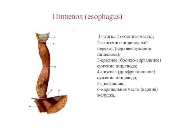 Строение пищевода вид спереди