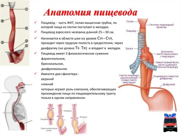 Строение пищевода рисунок