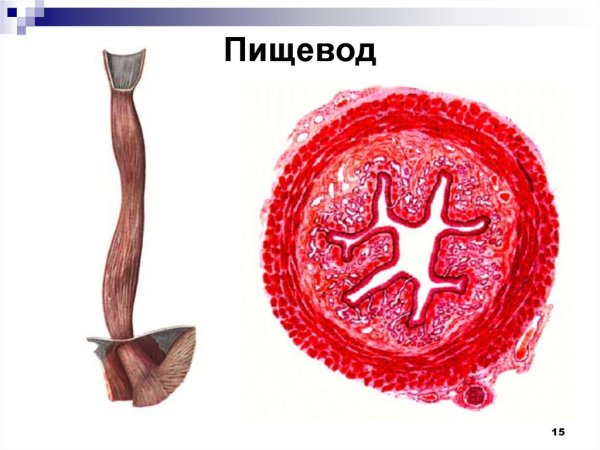 Пищевод человека