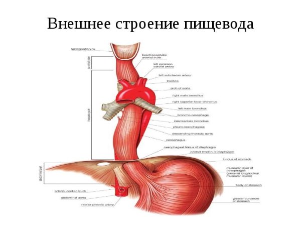 Проксимальный отдел пищевода