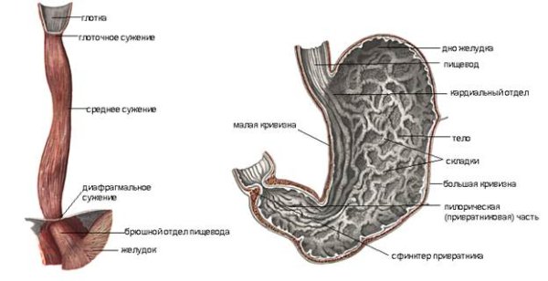 Пищевод человека
