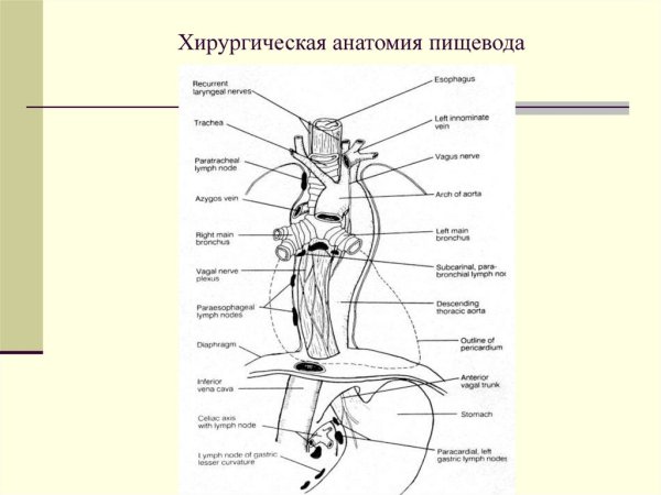 Строение пищевода вид спереди