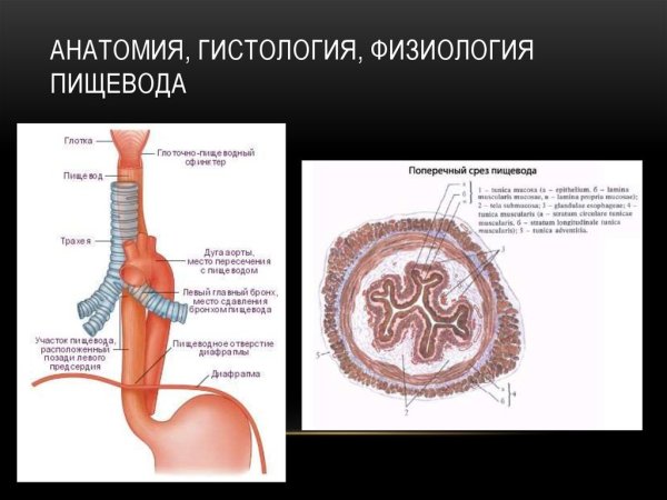 Строение пищевода рисунок