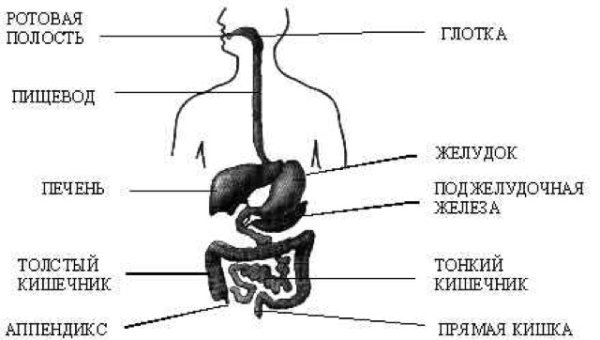 Перегородка пищевода и трахеи