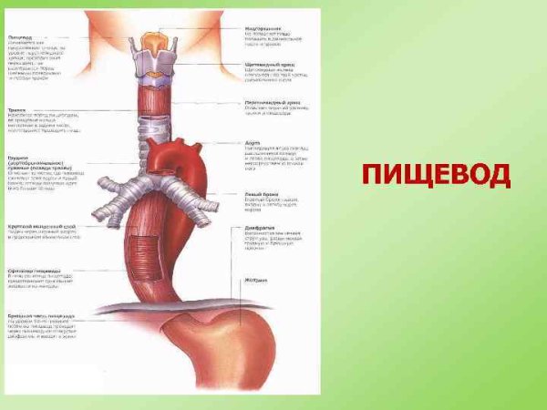 Пищевод человека