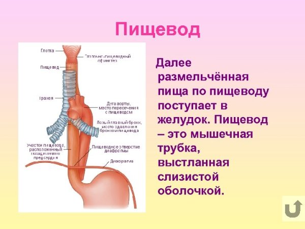 Строение пищевода сфинктеры