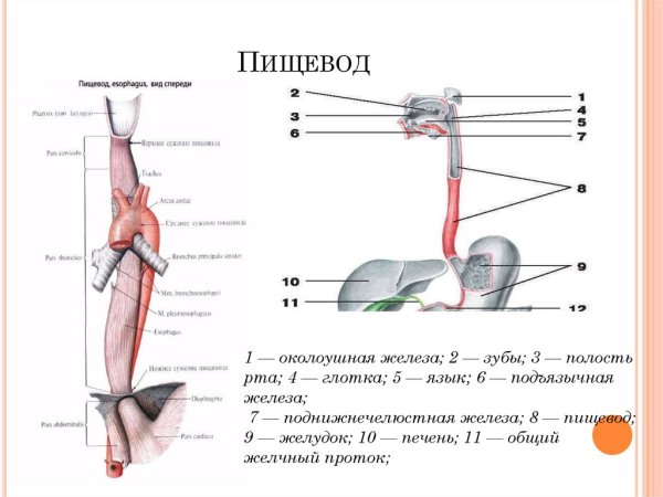 Пищевод схема строения