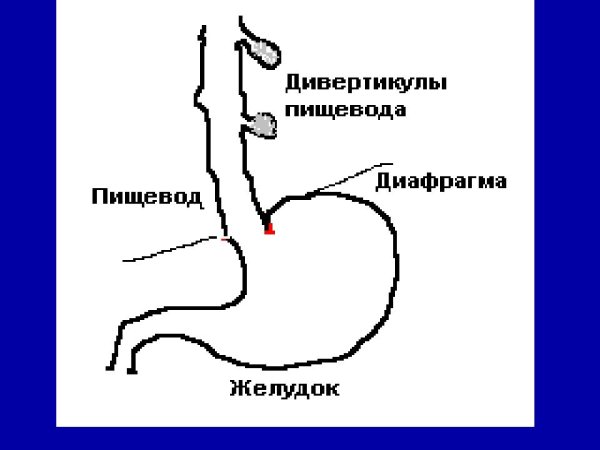 Строение пищевода человека анатомия