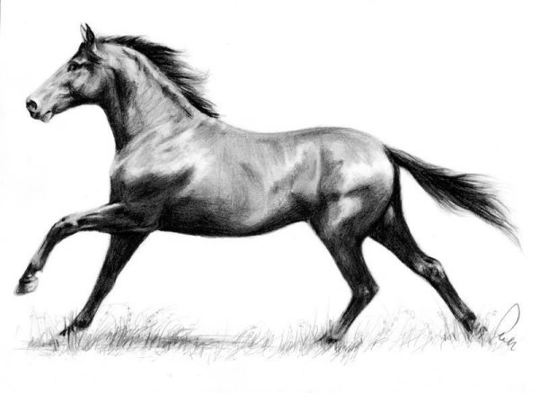 Лошадь бежит