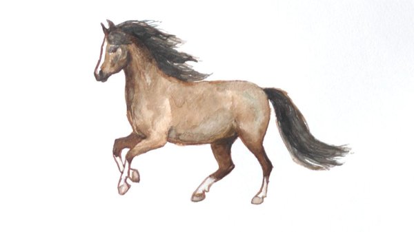 Рисунки лошадей для срисовки