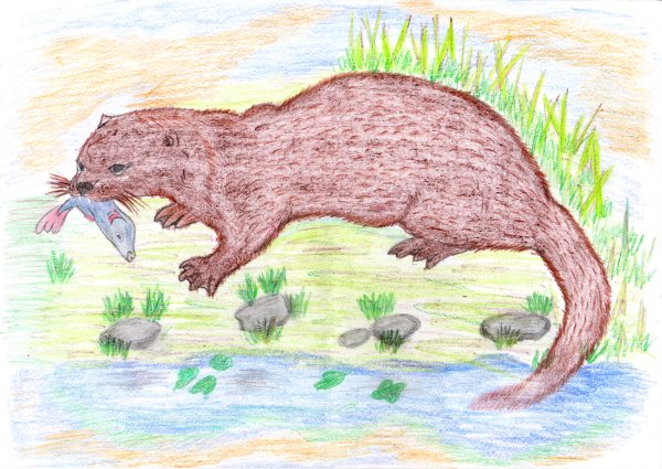 Выдра рисунок