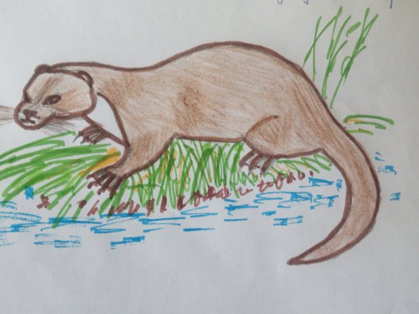 Выдра рисунок для детей