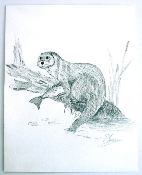 Кавказская выдра раскраска