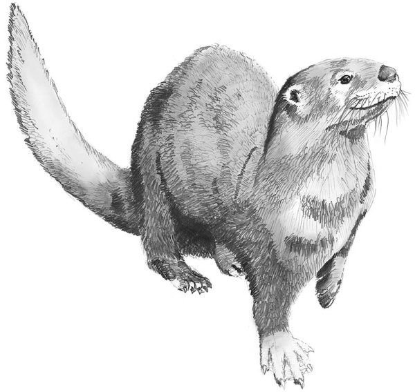 Кавказская выдра рисунок