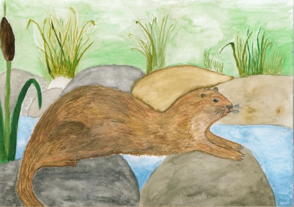 Выдра рисунок