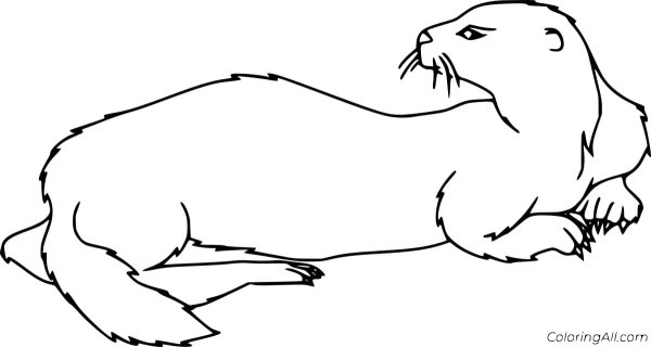Кавказская выдра раскраска
